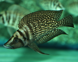 Altolamprologus Calvus Black S/M