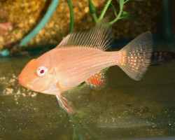 Acarichthys Heckelii Variatus Albino S