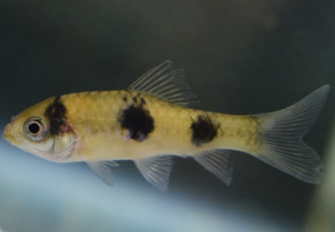 Barbus Fasciatus M