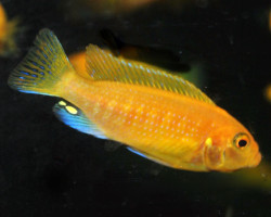 Pseudotr. Zebra Red M