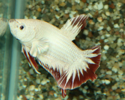 Betta Sp. Plakat Red Snow Maschio L