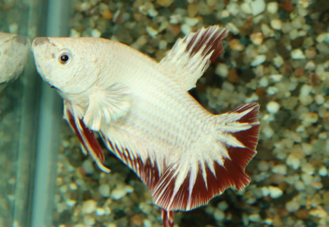 Betta Sp. Plakat Red Snow Maschio L