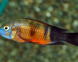 Tropheus (Moorii) Bemba S