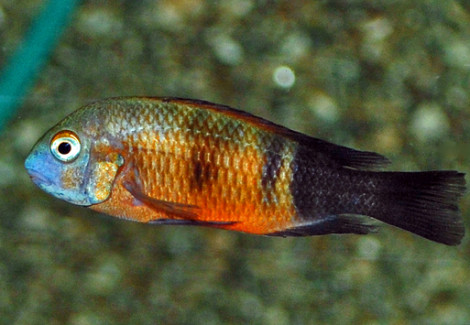 Tropheus (Moorii) Bemba S