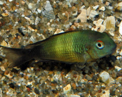 Tropheus Moorii Ikola S