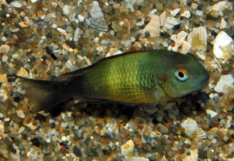 Tropheus Moorii Ikola S