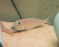 Xenotilapia Sima Isanga F1 M