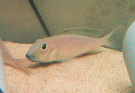 Xenotilapia Sima Isanga F1 M