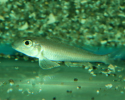 Xenotilapia Bathyphilus Burundi Blue Lips M