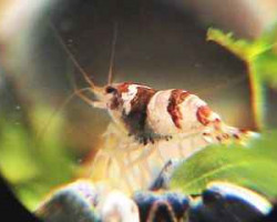 Caridina Cf. Breviata M