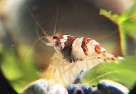 Caridina Cf. Breviata M