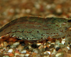 Caridina Multidentata  L