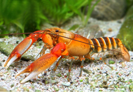 Cherax Pecknyi M