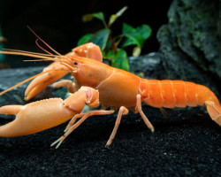 Cherax Holthuisi  "Apricot" L