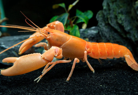 Cherax Holthuisi  "Apricot" L