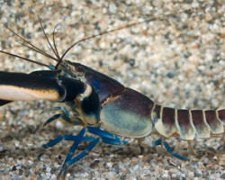 Cherax  Pulcher L