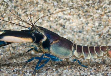 Cherax  Pulcher L