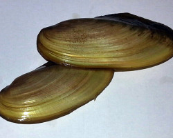 Pilsbryoconcha Exilis L