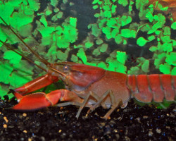 Cherax Boesemani Red Brick L