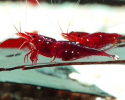 Caridina Trimaculatus M