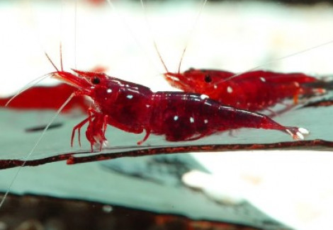 Caridina Trimaculatus M