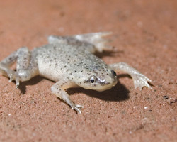 Hymenochirus Boetgeri/Frog M