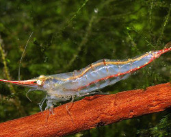 Caridina Gracilirostris S