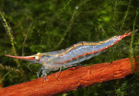 Caridina Gracilirostris S