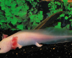 Ambystoma Mexicanum  White S