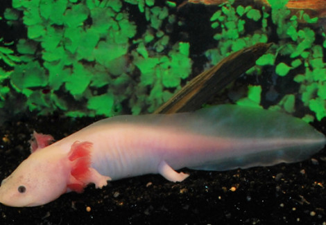 Ambystoma Mexicanum  White S