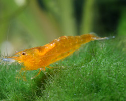 Caridina Cf. Propinqua M