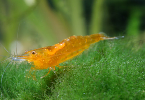 Caridina Cf. Propinqua M