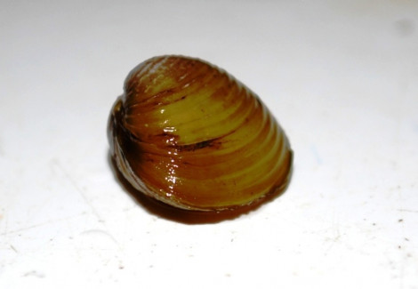 Corbicula Javanicus M