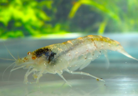 Caridina Typus M