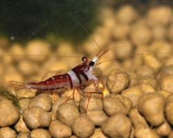 Caridina Woltereckae M