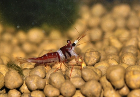 Caridina Woltereckae M