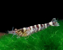 Caridina  Serratirostris M