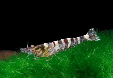 Caridina  Serratirostris M