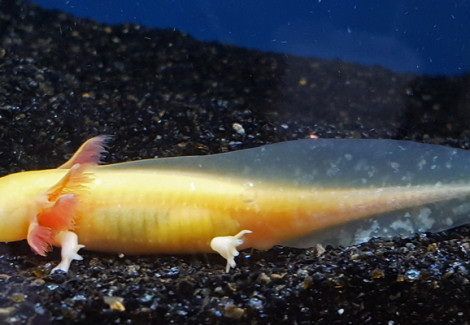 Ambystoma Mexicanum Gold Albino S/M