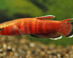 Betta Channoides L