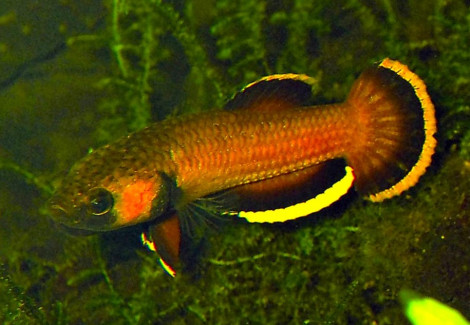 Betta Albimarginata M