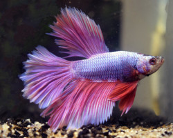 Betta Sp. Halfmoon Lavender Maschio L