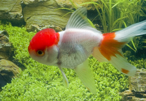 Car. Aur. Red/White Oranda 10/12