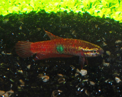 Betta Brownorum M