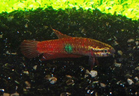 Betta Brownorum M