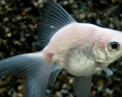 Car. Aur. White Fantail 5/6