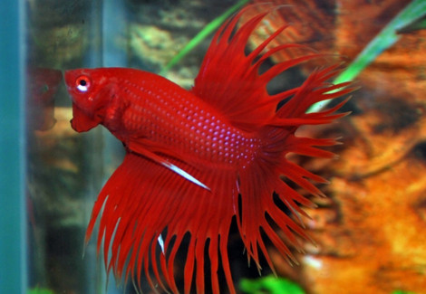 Betta Splendens Crowntail Man L