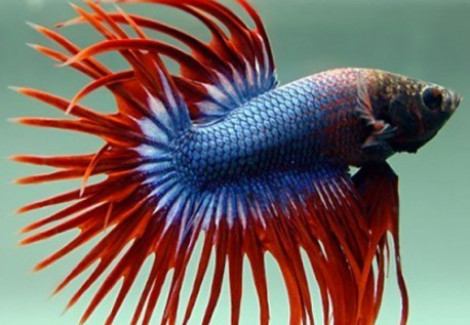 Betta Splendens Crowntail Thai Flag L