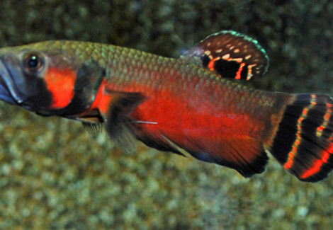 Betta Macrostoma L