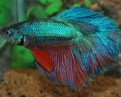 Betta Sp. Rosetail Maschio L